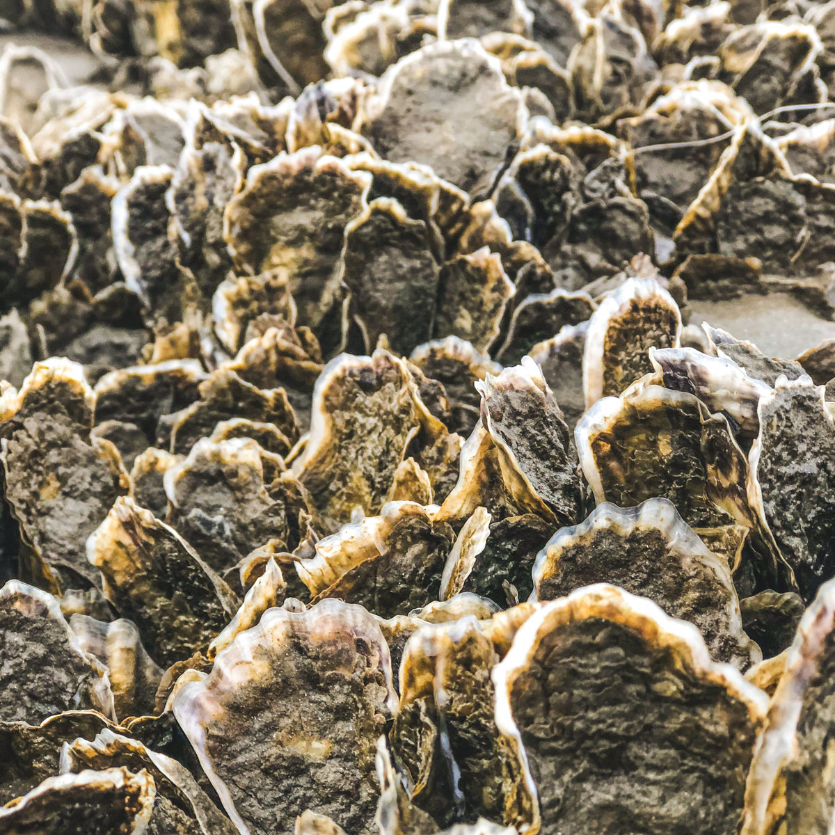 Galveston Bay Foundation Receives Funding for Oyster Restoration