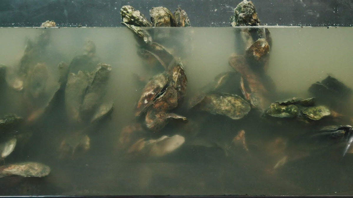 Load video: Oysters are the Ultimate "Friend of the Coast"